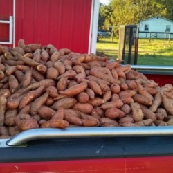 sweet potatoe, truck 2