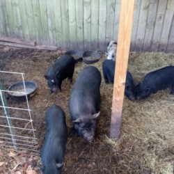 pot belly pigs 2