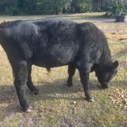 Pure Bred Registerable Black Angus  Bull