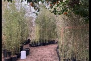 Plant Running Bamboo / Good Pr...