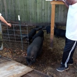 pot belly pigs 1