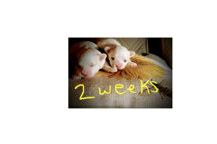 Two weeks- just opening their eyes