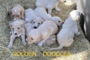 GOLDEN DOODLES & GOLDEN RE...