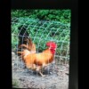 Buff Bantam Rooster Buff Bantam Rooster