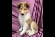 AKC rough collie puppies READY...