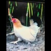 Buff Bantam Hen Buff Bantam Hen