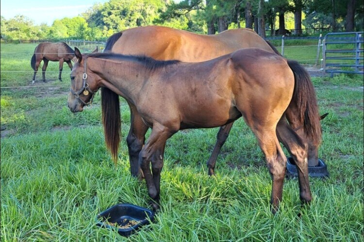 Yearling Yearling