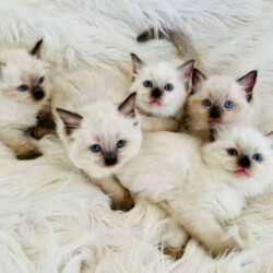 Ragdoll Kittens 1