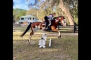 Paint Gelding for Sale or Trad...