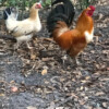 Buff Bantam Pair Buff Bantam Pair