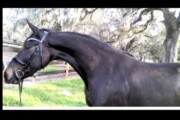 4 year old Friesian mare drive...