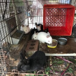 4 Black & 4 White Bunnies