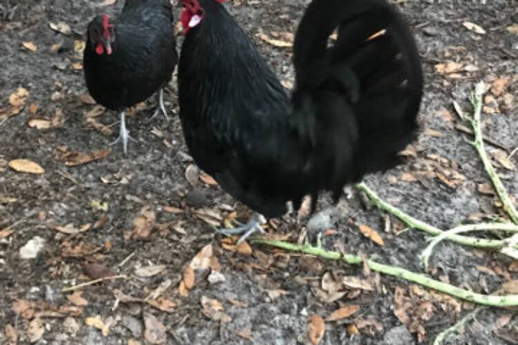 Black Bantam Rooster & Hen