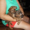 DSCN0454 Yorkies DSCN0454 Yorkies