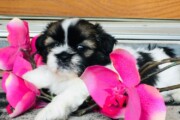 Imperial Shih-tzu baby boys