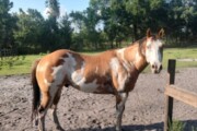 Horse for Sale – Overo T...