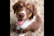 AKC Australian Shepherds