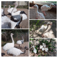 Rhea chicks for sale 1