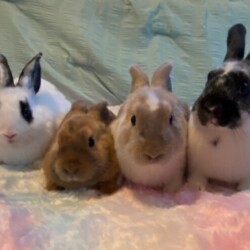 Beautiful bunnies for sale $15 OBO