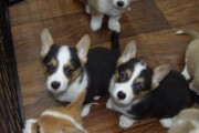 Pembroke Welsh Corgis