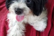 Purebred Shih Tzu puppies &...