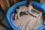 AKC Royal Standard Poodle Choc...