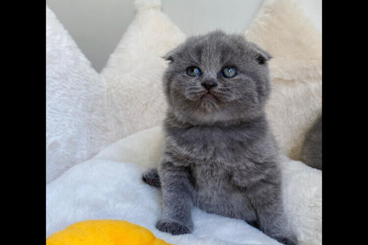 adorable scottish fold kittens