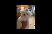 Tiny male AKC Maltese puppy