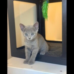 russian blue kittens for sale san diego
