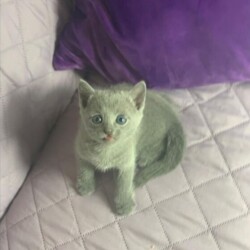 Russian blue cat for sale