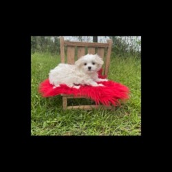 Abby puppy 2