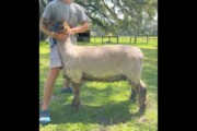 6 Wool Sheep For Sale