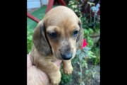 Dachshund puppies