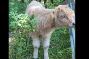 Scottish Highland Cattle for S...
