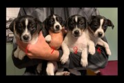 JackRats Puppies for Sale