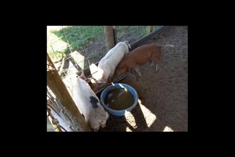 feeder pigs 3