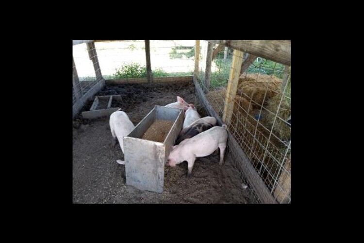 feedeer pig 4