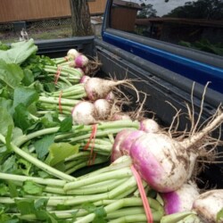 turnips greens 1