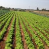 Lettuce-Farm