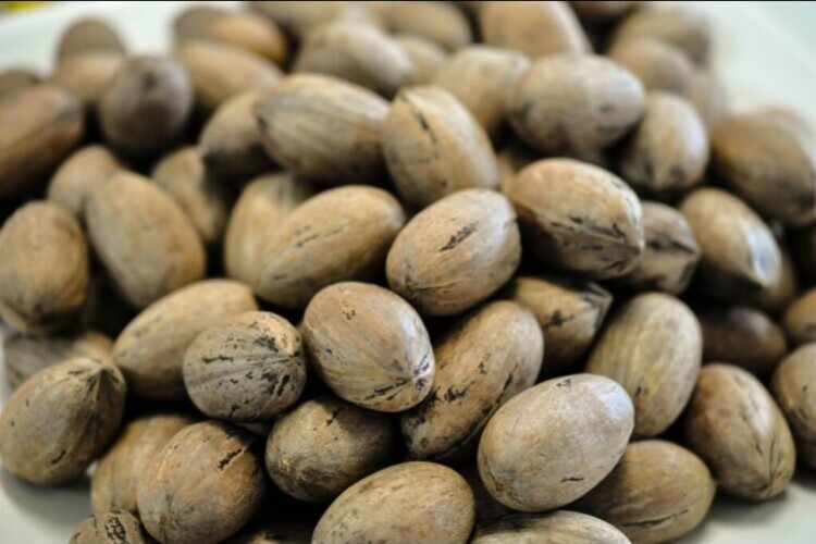 Fresh Pecans For Sale