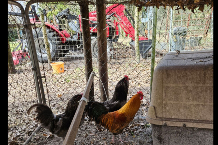 Roosters - Ameracana for sale