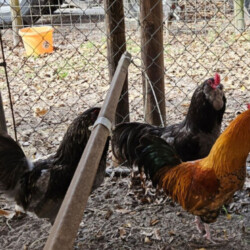 Roosters - Ameracana for sale