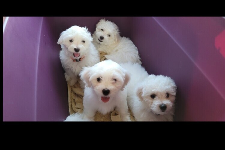 Ckc bichon frise breeders cheap