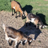 Two month old goats for sale