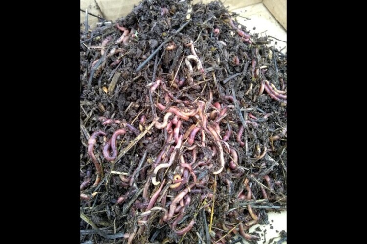 Organic soil Worm Castings & Red Worms for Sale