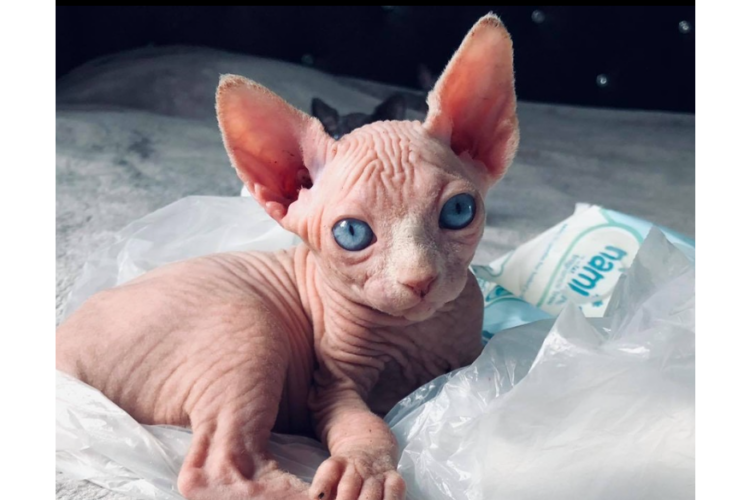 Hairless cat for sale near me