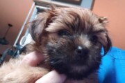 Small male Morkie