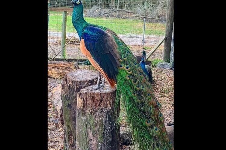 Father of peacocks