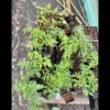 Top down view of all tomato and pepper plants