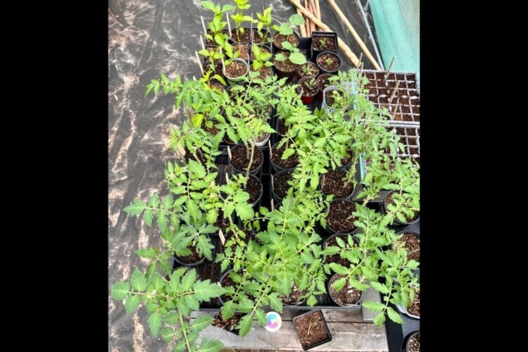 Top down view of all tomato and pepper plants